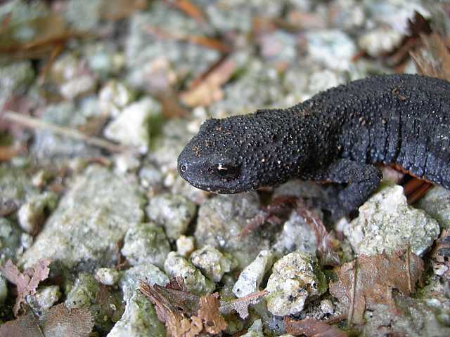 Tritone alpestre,Triturus alpestris?Ichthyosaura a.alpestris